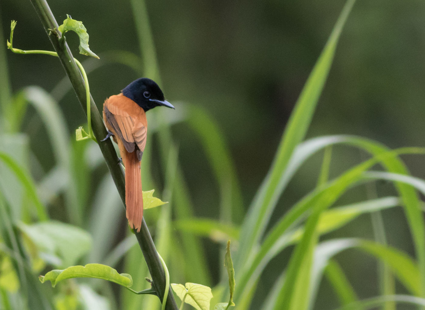 Een black-headed paradise-flycatcher hoopt wat lekkers te verschalken. © Joachim Bertrands