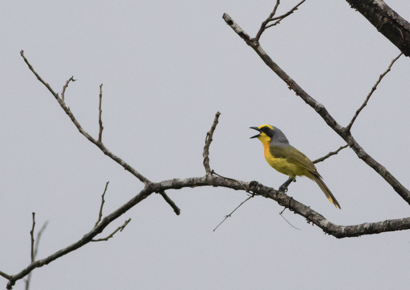 Een sulphur-breasted bushshrike tijdens een wandeling bij Wli Waterfall. © Joachim Bertrands