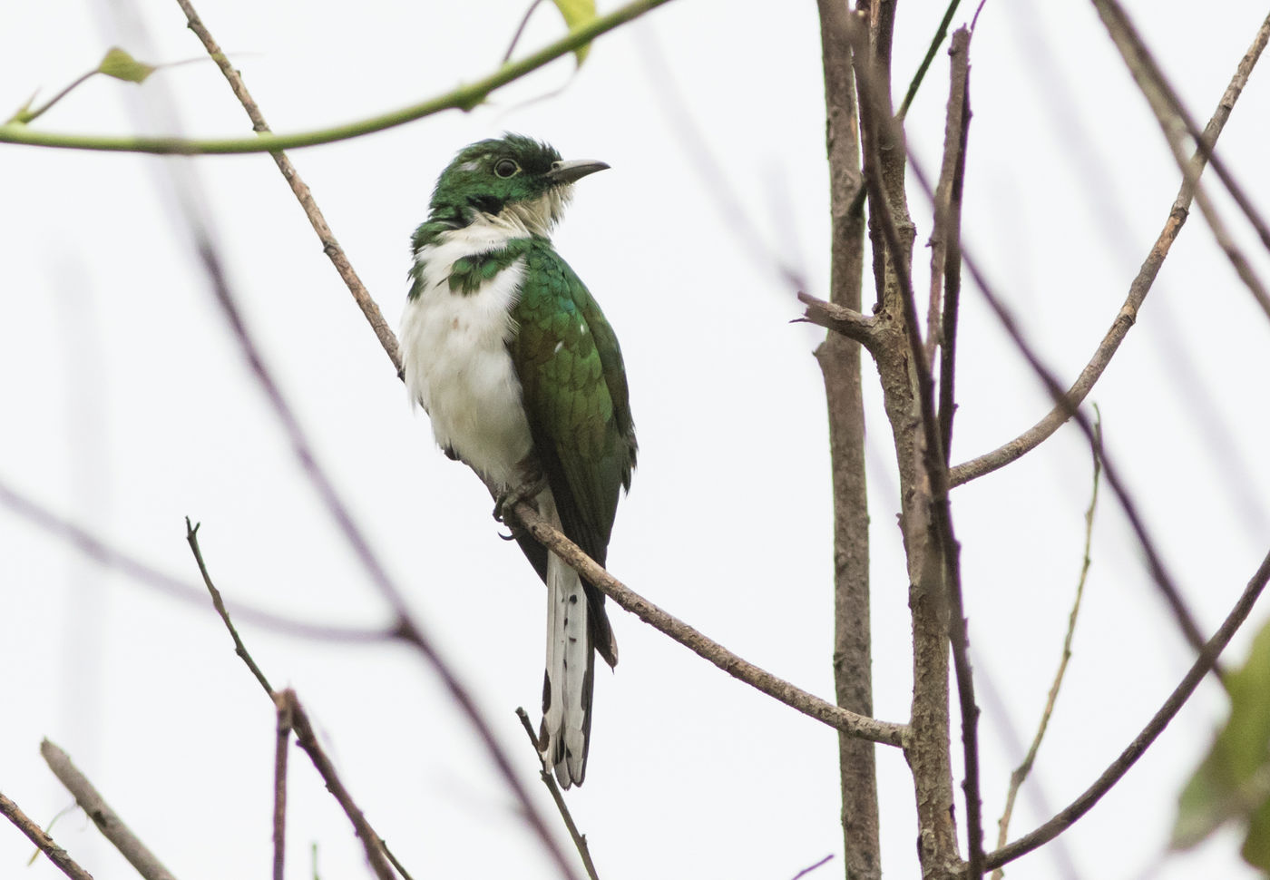 Een klaas's cuckoo rust uit in de ochtendwarmte. © Joachim Bertrands