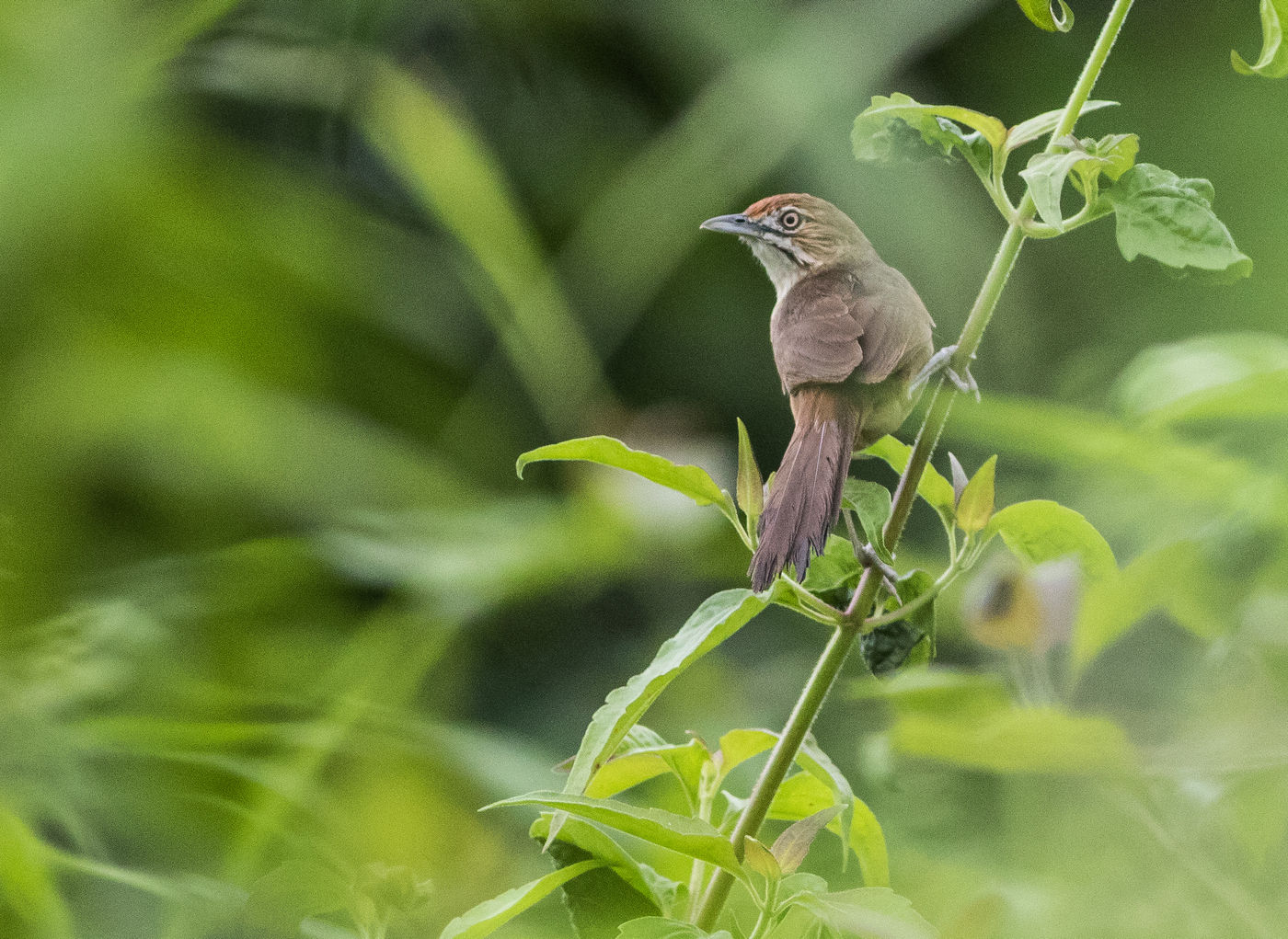 African moustached warbler langs het pad aan de Wli Waterfalls. © Joachim Bertrands