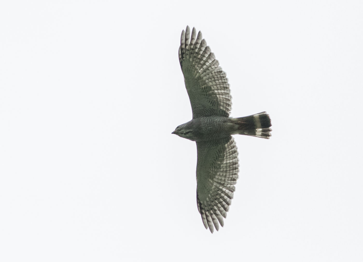 Lizard buzzards zijn steeds te vinden langs de weg. © Joachim Bertrands