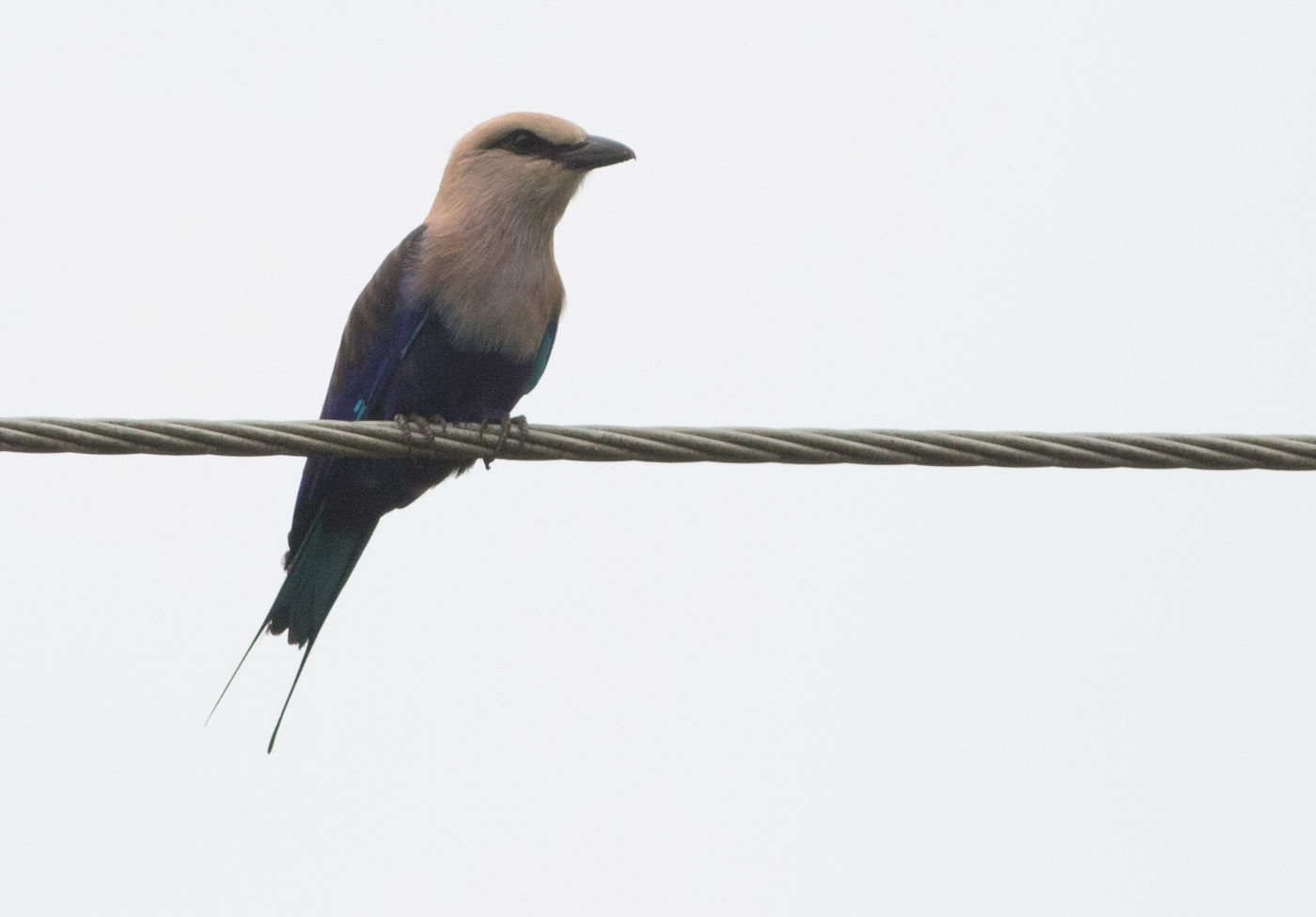 Blue-bellied rollers zie je voornamelijk aan de kust. © Joachim Bertrands