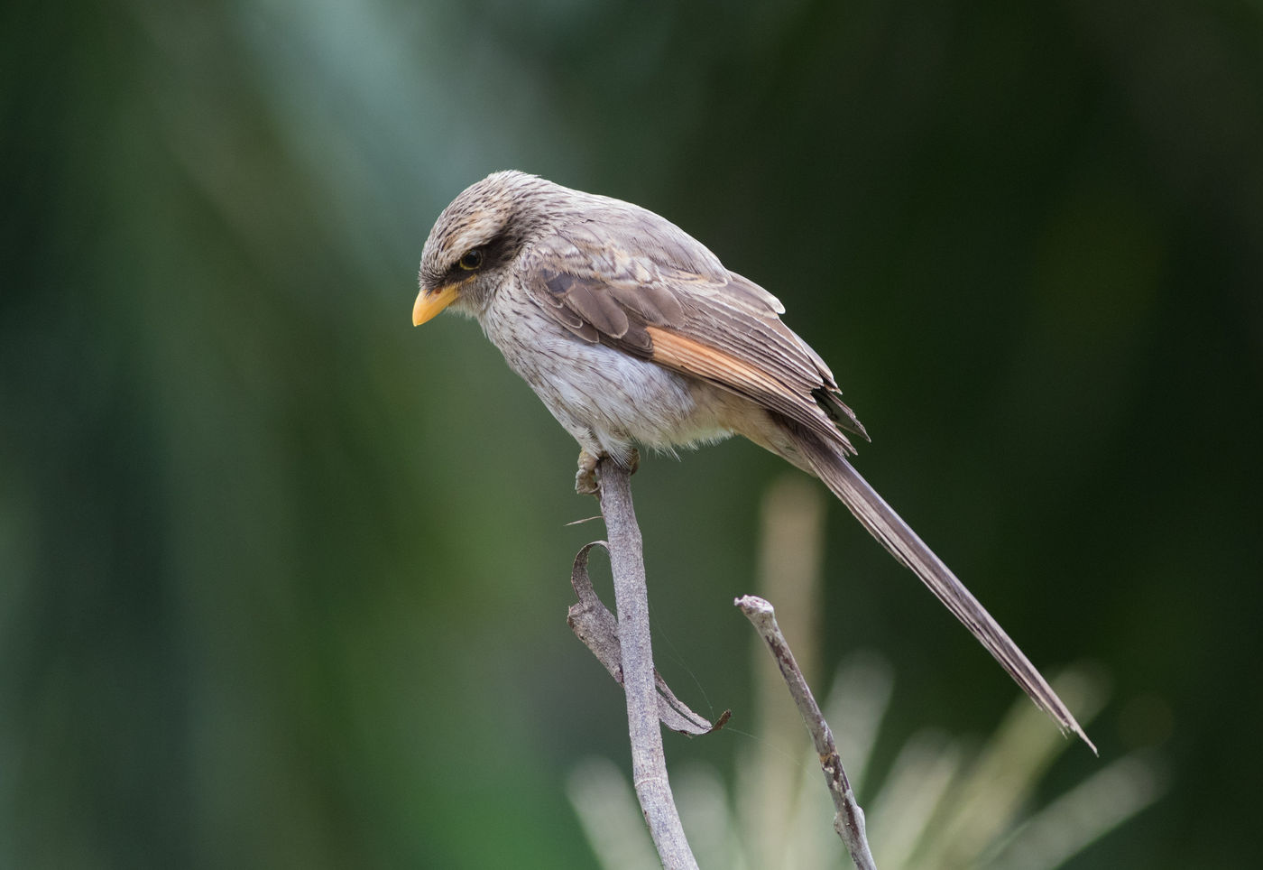 Een yellow-billed shrike heeft een hapje in zicht. © Joachim Bertrands