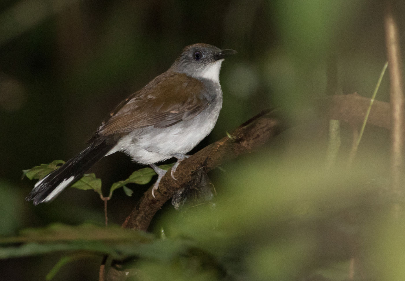 White-tailed alethe, een trouwe volger van mierenzwermen. © Joachim Bertrands