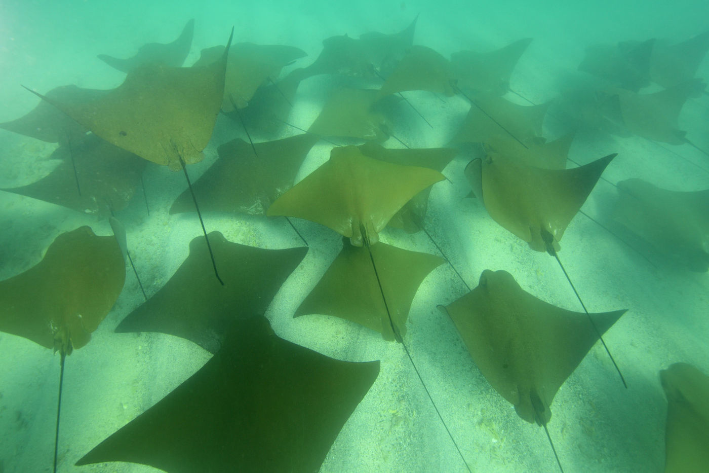 Golden rays often move around in pods across the sea floor. © Yves Adams