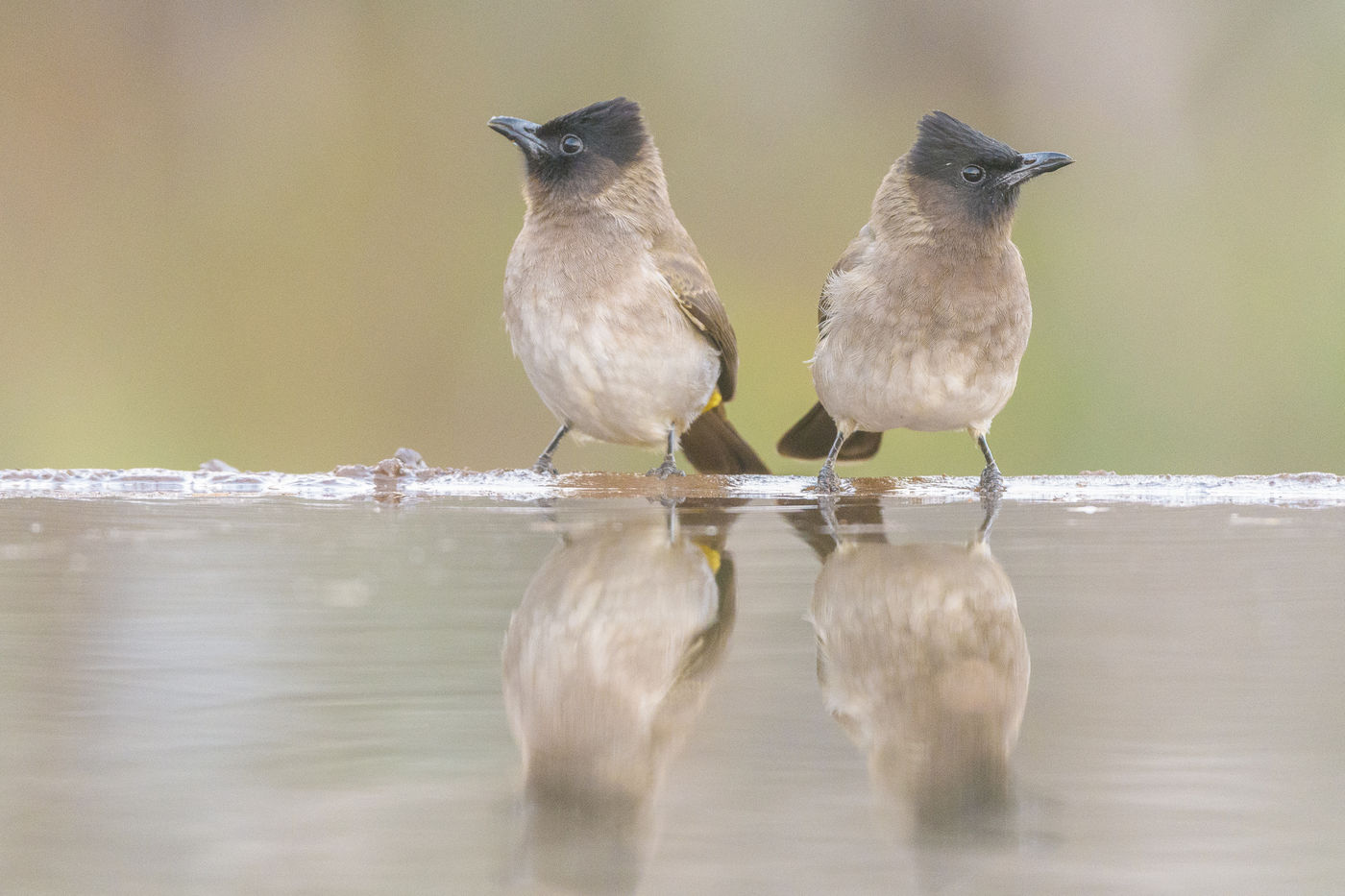 Twee grauwe buulbuuls komen drinken aan de waterpoel in Zimanga. © Jeffrey Van Daele