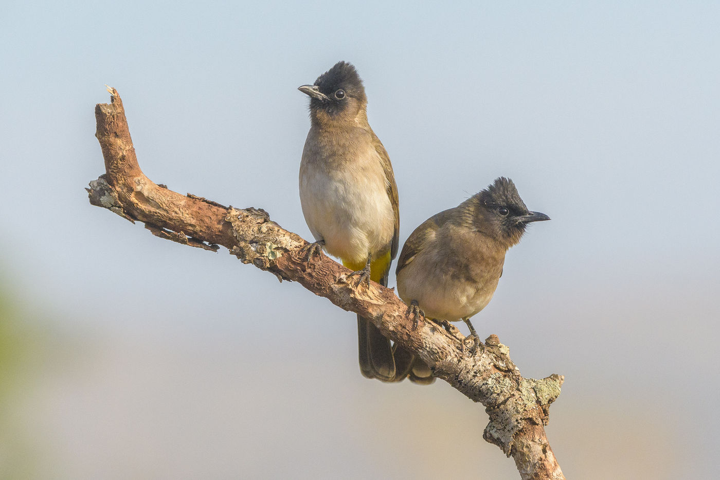 De grauwe buulbuul moet wel een van de algemeenste vogels van Afrika zijn. © Jeffrey Van Daele