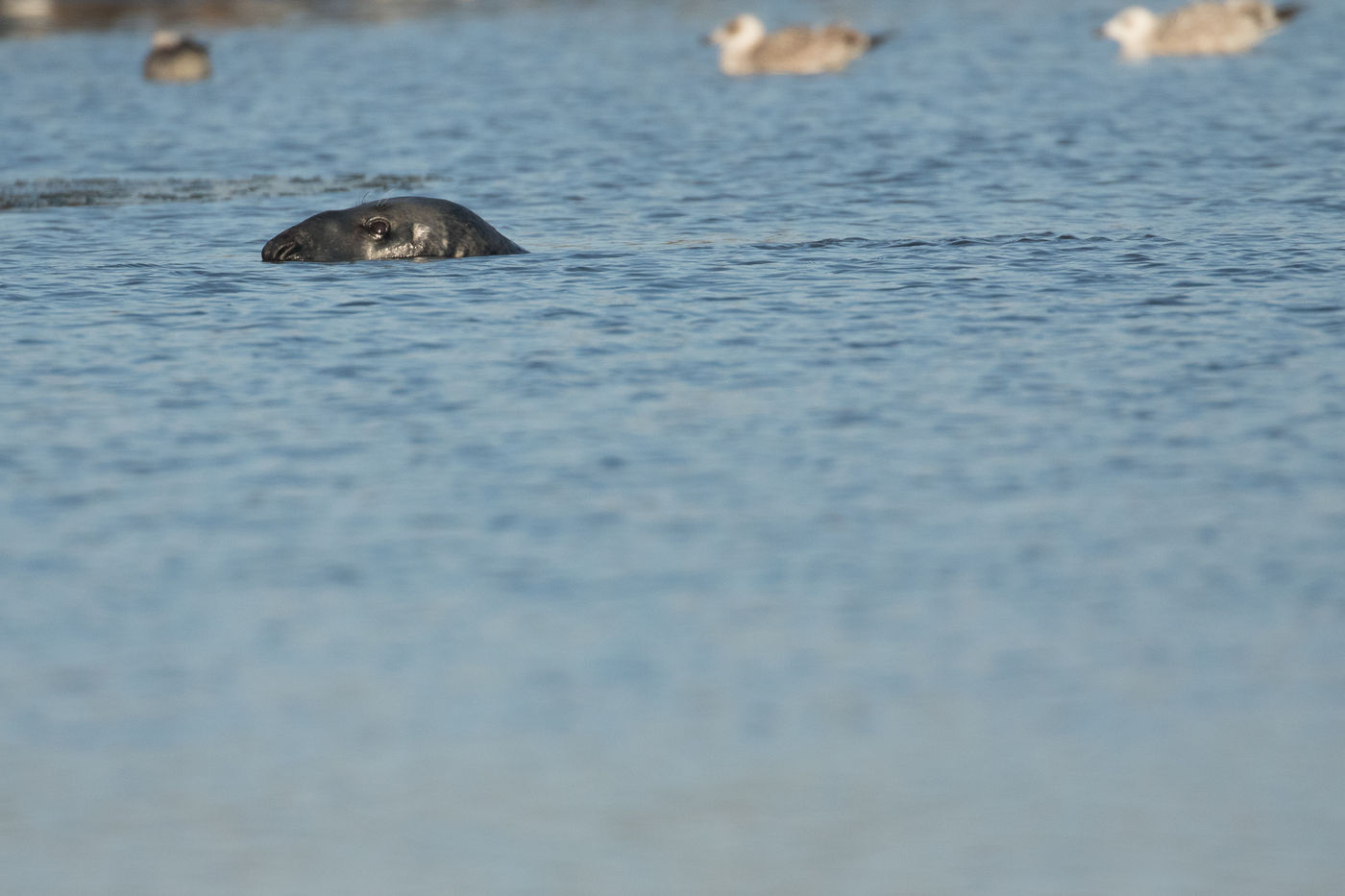 Een grijze zeehond komt boven. © Johannes Jansen