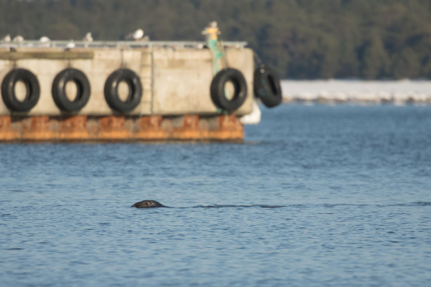 Een grijze zeehond komt de haven binnen gezwommen. © Johannes Jansen