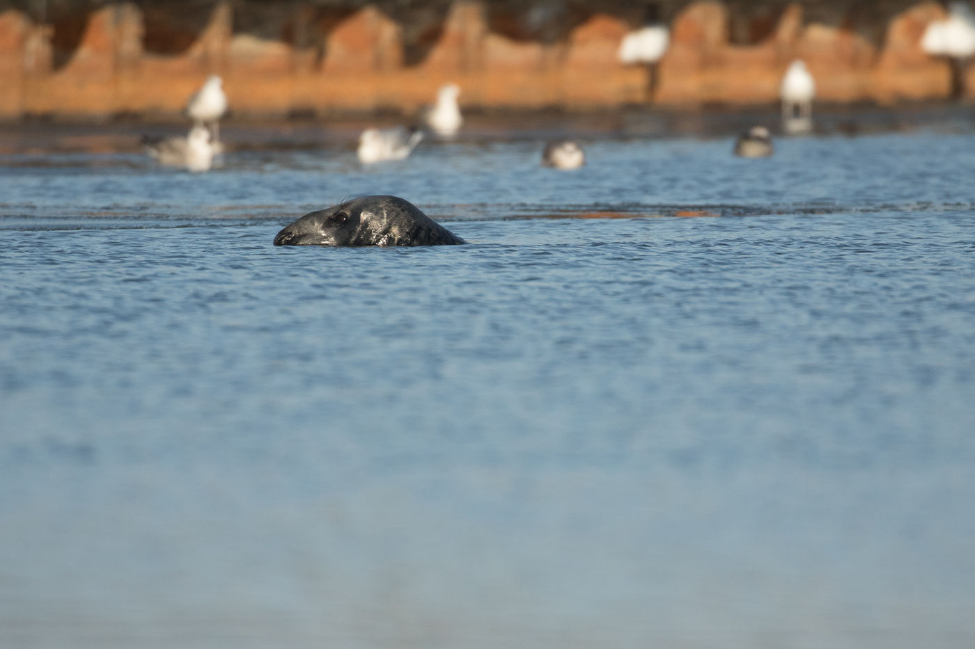 De grijze zeehond deed enkele zilvermeeuwen flink schrikken. © Johannes Jansen