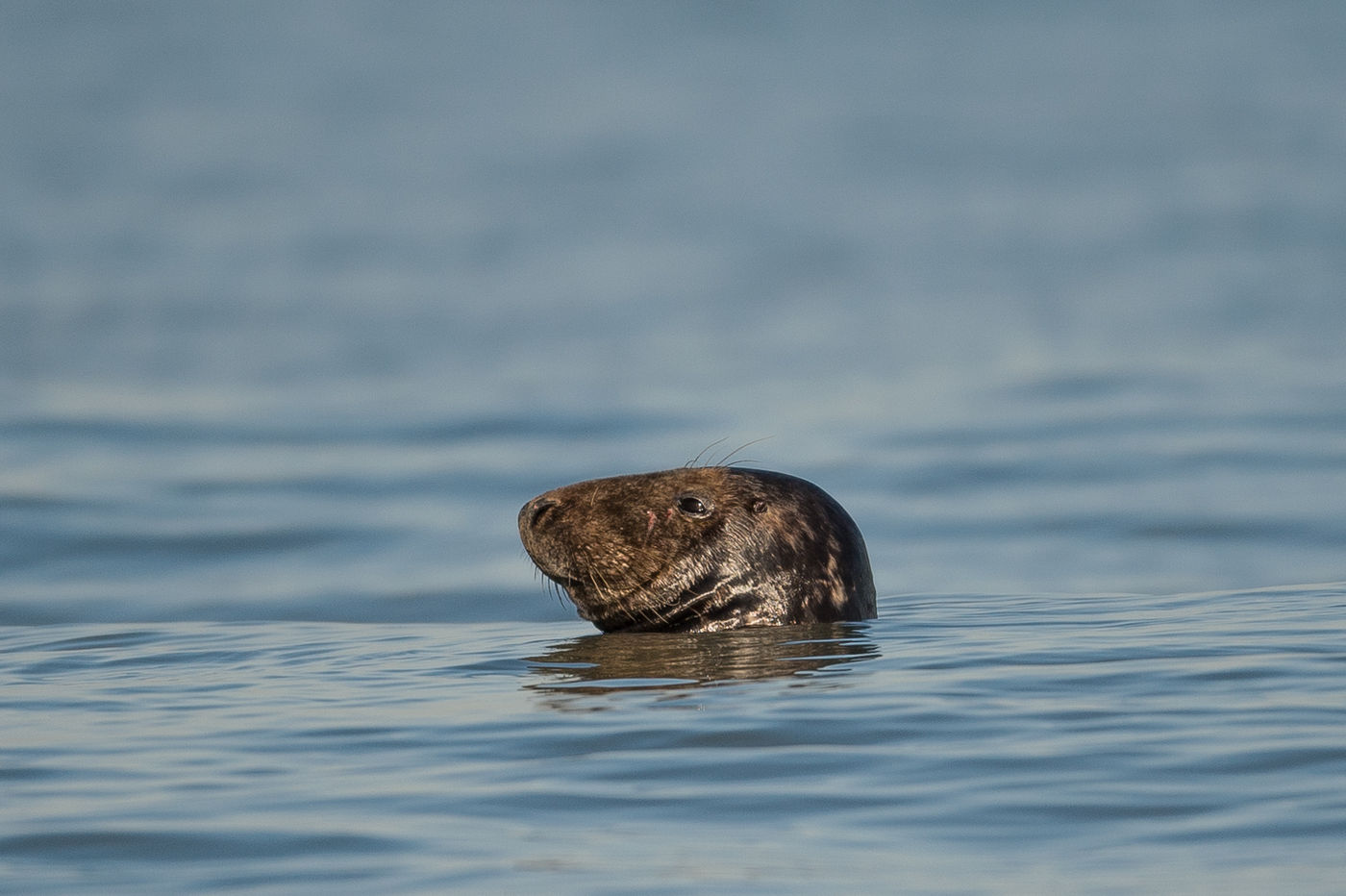 De grijze zeehond is thuis rond de Brouwersdam. © Billy Herman