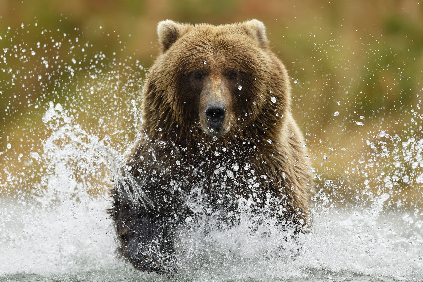 Grizzlybeer_Yves-Adams_USA-Alaska_2016_foto-photo_STARLING_reizen-tours_AY3-0156-20160903-4147 Panorama sfeerbeeldje van een grizzly ... © Yves Adams
