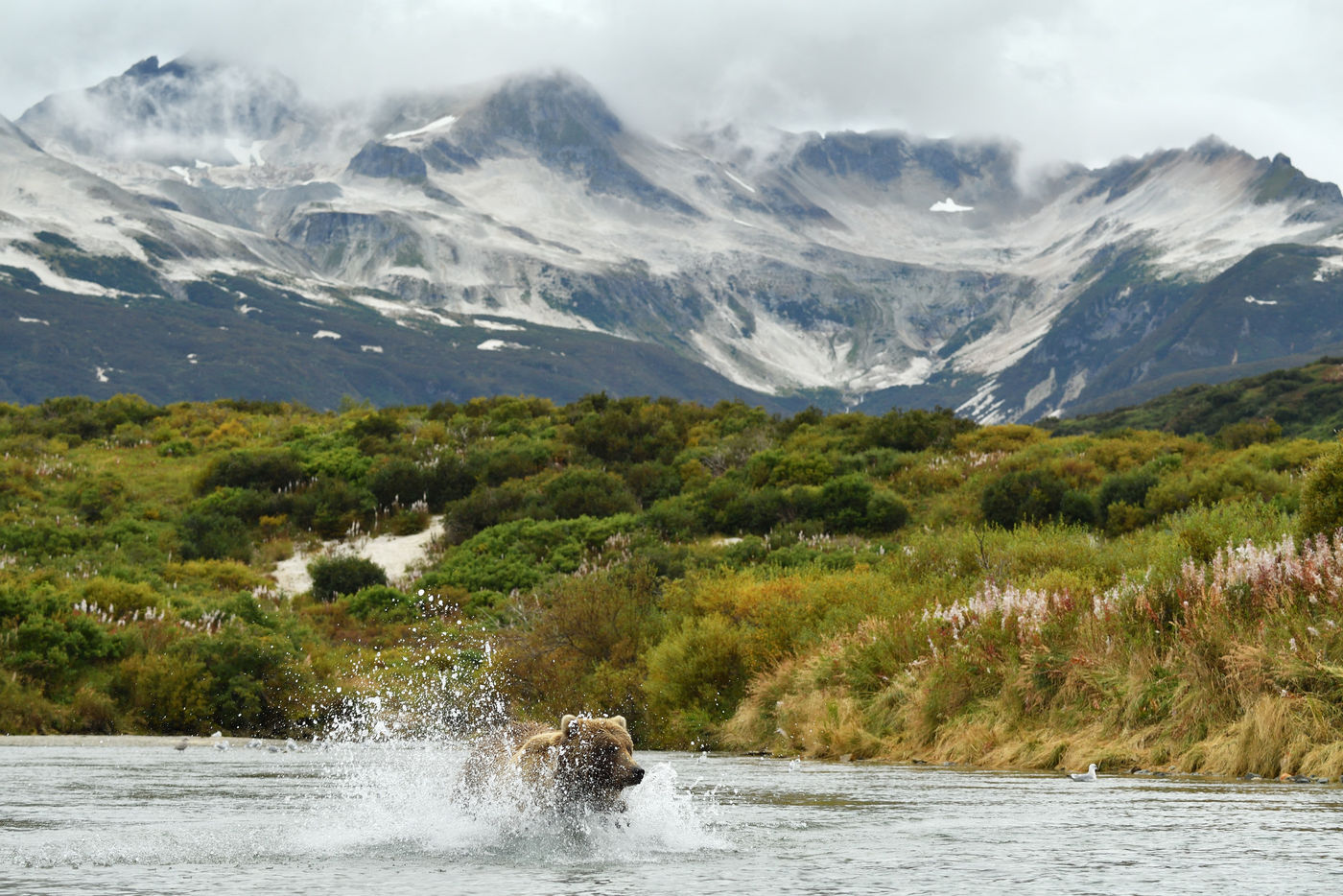 Grizzlybeer_Yves-Adams_USA-Alaska_2016_foto-photo_STARLING_reizen-tours_AY3-0223-20160903-4148 Een grizzly vangt zalmen in het prachtige landschap van Alaska. © Yves Adams
