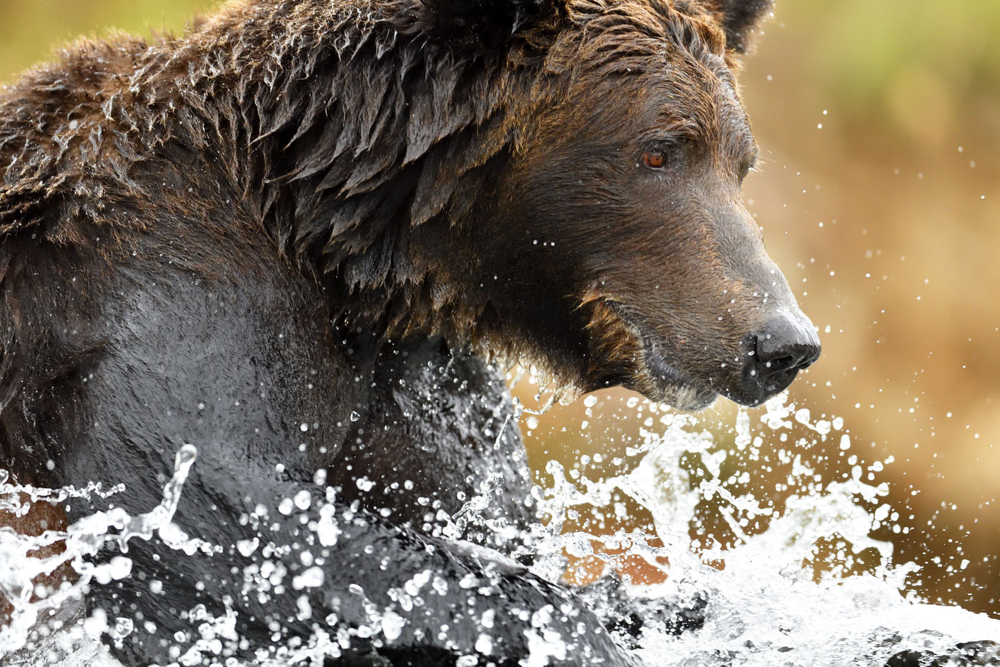 Grizzlybeer_Yves-Adams_USA-Alaska_2016_foto-photo_STARLING_reizen-tours_AY3-0508-20160903-4153 We leren je hoe je deze momenten het best vastlegt op de gevoelige plaat. © Yves Adams