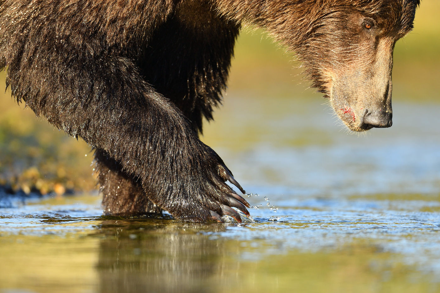 Grizzlybeer_Yves-Adams_USA-Alaska_2016_foto-photo_STARLING_reizen-tours_AY3-7185-20160831-4155 De klauwen laten een beer toe om de zalm meteen open te rijten en te gaan voor het kuit en de ingewanden. © Yves Adams
