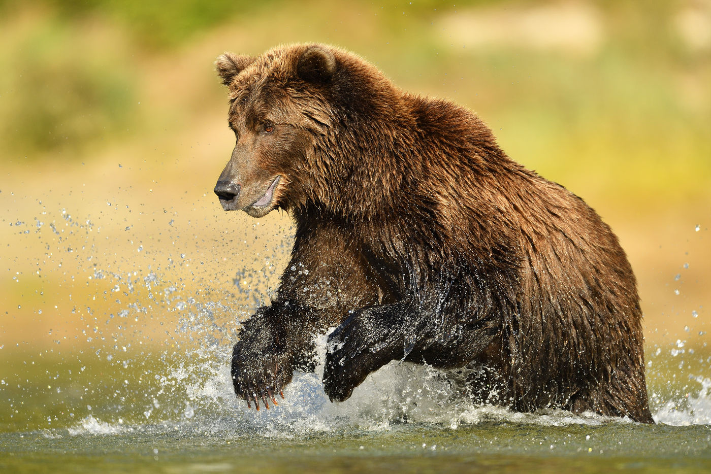 Grizzlybeer_Yves-Adams_USA-Alaska_2016_foto-photo_STARLING_reizen-tours_AY3-7613-20160831-4156 Klaar voor impact! © Yves Adams