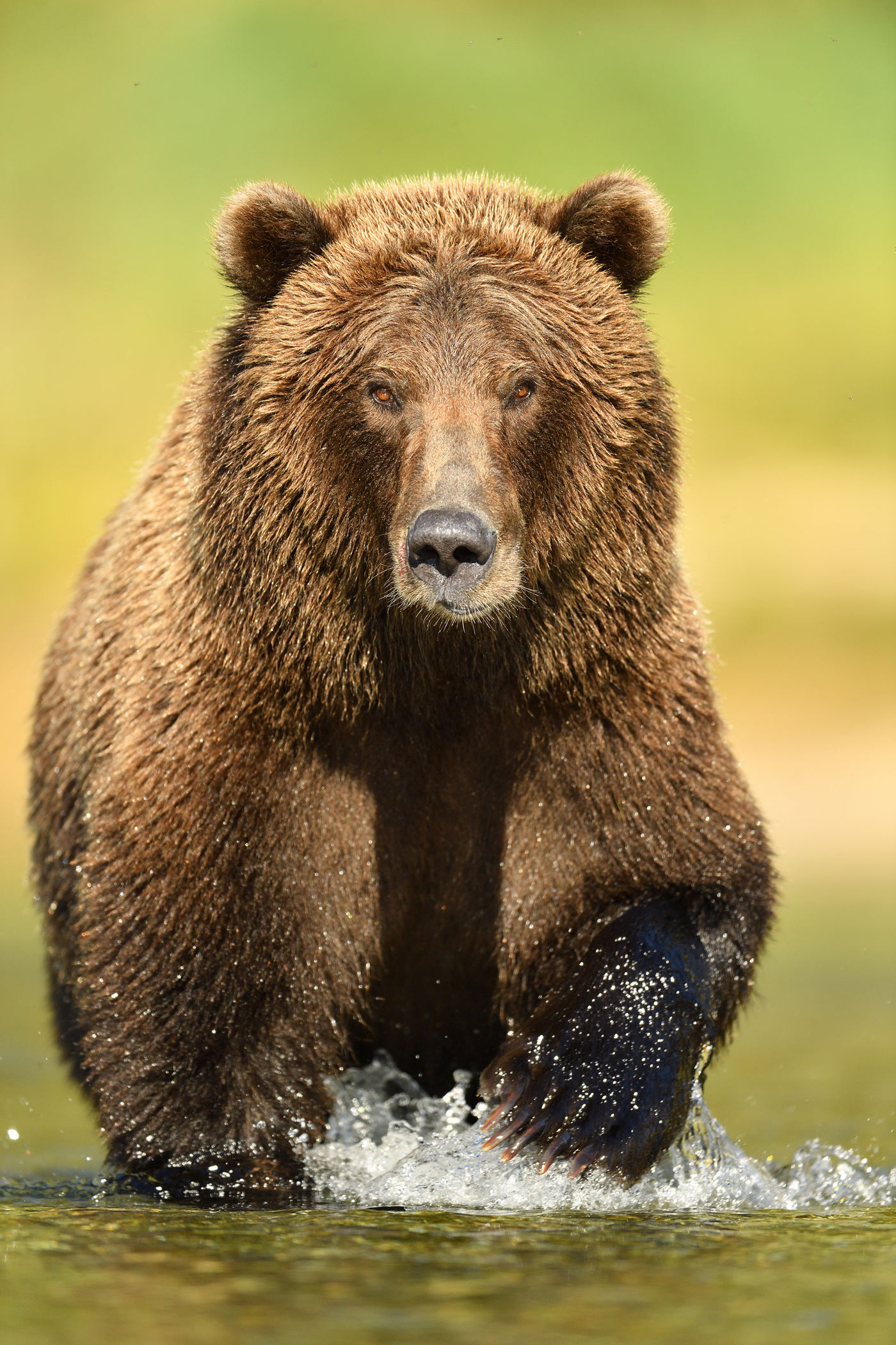 Grizzlybeer_Yves-Adams_USA-Alaska_2016_foto-photo_STARLING_reizen-tours_AY3-8061-20160831-4161 Oog in oog met een reus van Katmai. © Yves Adams