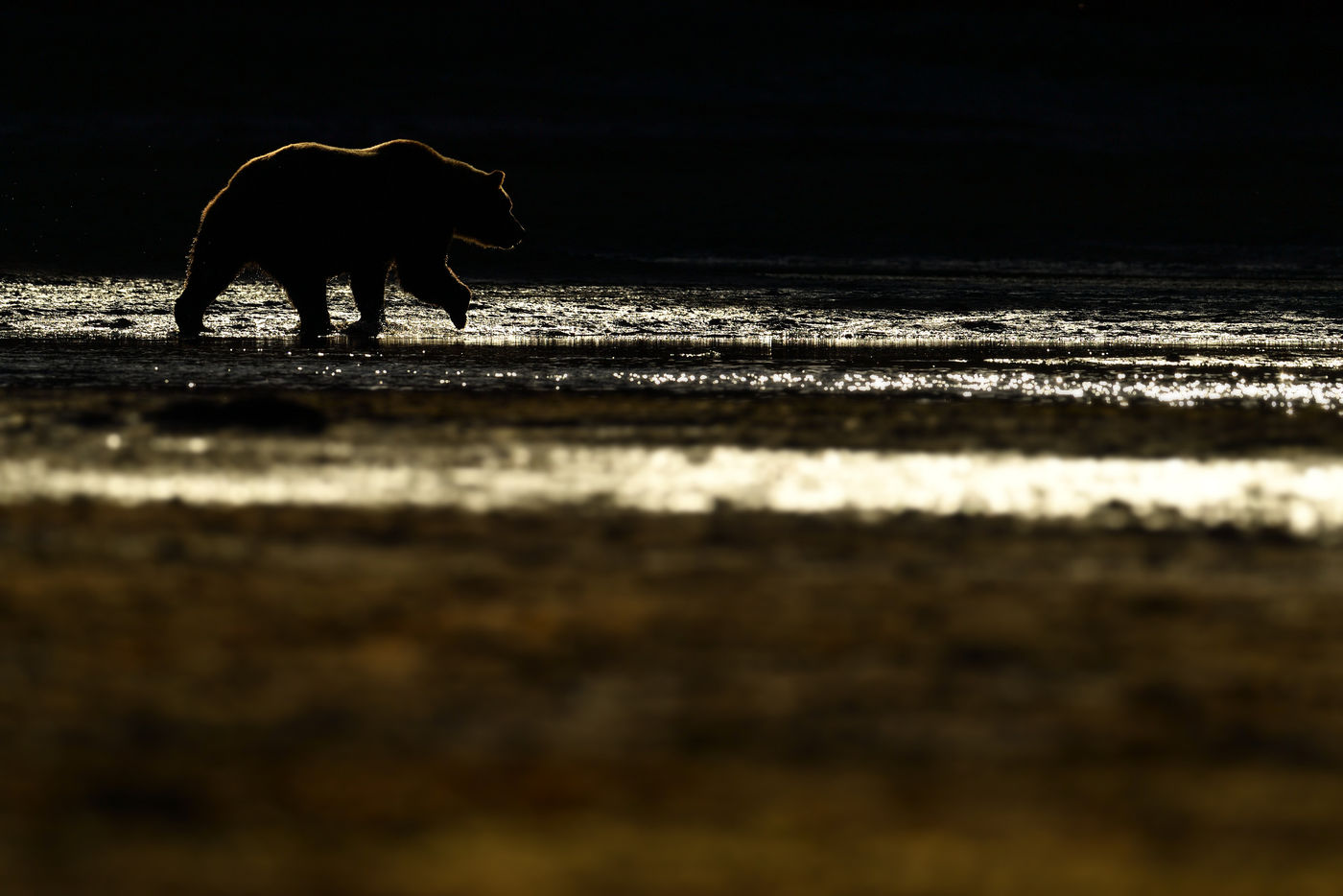 Grizzlybeer_Yves-Adams_USA-Alaska_2016_foto-photo_STARLING_reizen-tours_AY3-8720-20160901-4163 Grizzly met tegenlicht. © Yves Adams
