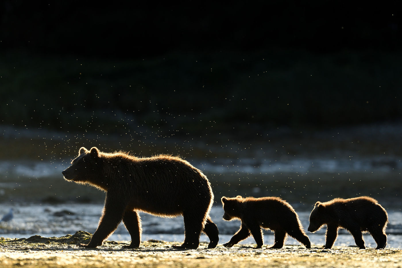 Grizzlybeer_Yves-Adams_USA-Alaska_2016_foto-photo_STARLING_reizen-tours_AY3-8825-20160901-4164 Een moeder grizzly wandelt langs de oever van de rivier met haar twee welpjes. © Yves Adams