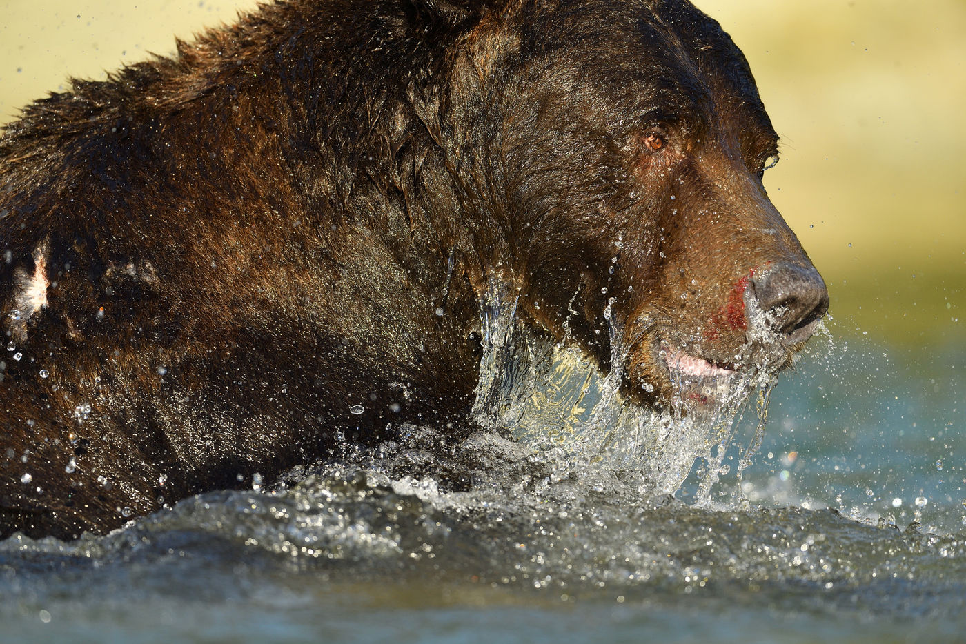 Grizzlybeer_Yves-Adams_USA-Alaska_2016_foto-photo_STARLING_reizen-tours_AY3-9346-20160901-4165 Een volwassen grizzly op zalmenjacht. © Yves Adams