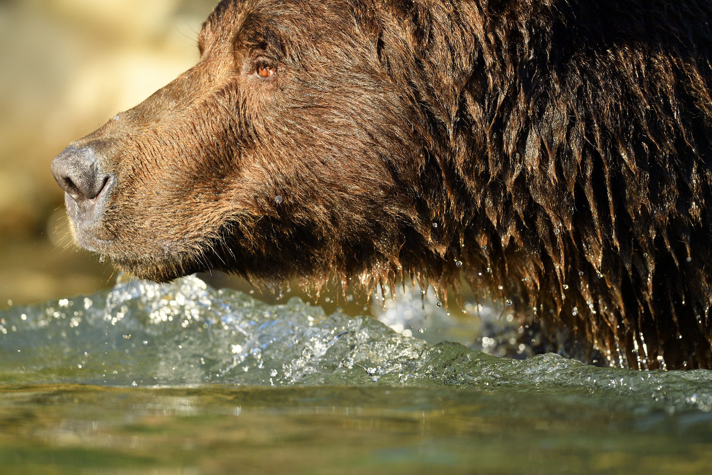 Grizzlybeer_Yves-Adams_USA-Alaska_2016_foto-photo_STARLING_reizen-tours_AY3-9364-20160901-4166 Een grizzly kijkt dromerig voor zich uit boven de kabbelende rivier. © Yves Adams
