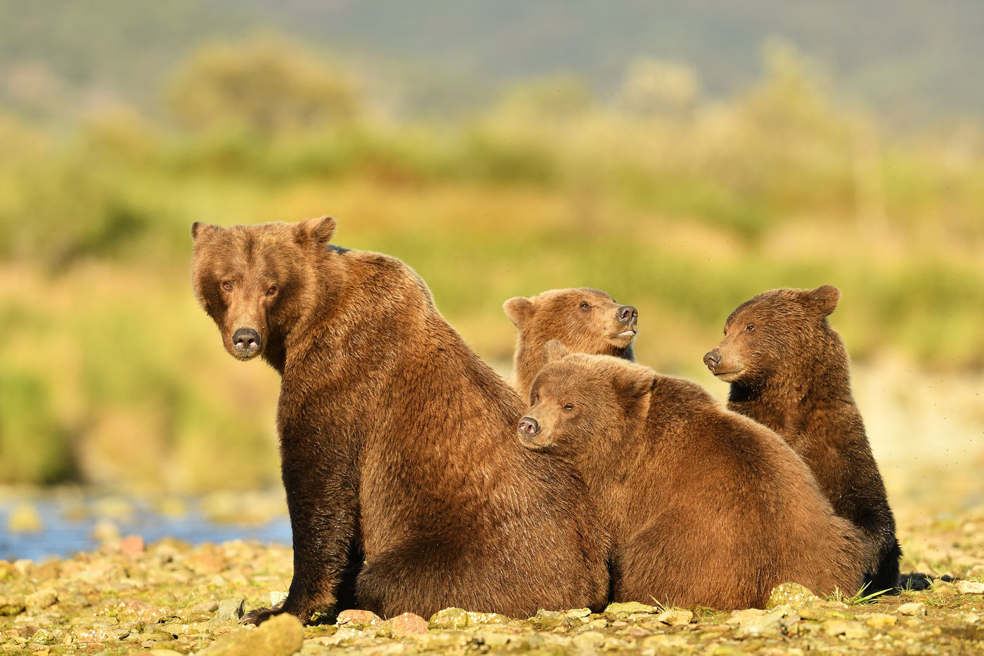 Grizzlybeer_Yves-Adams_USA-Alaska_2016_foto-photo_STARLING_reizen-tours_AY3-9594-20160902-4167 Een moeder met 3 berenwelpjes. © Yves Adams