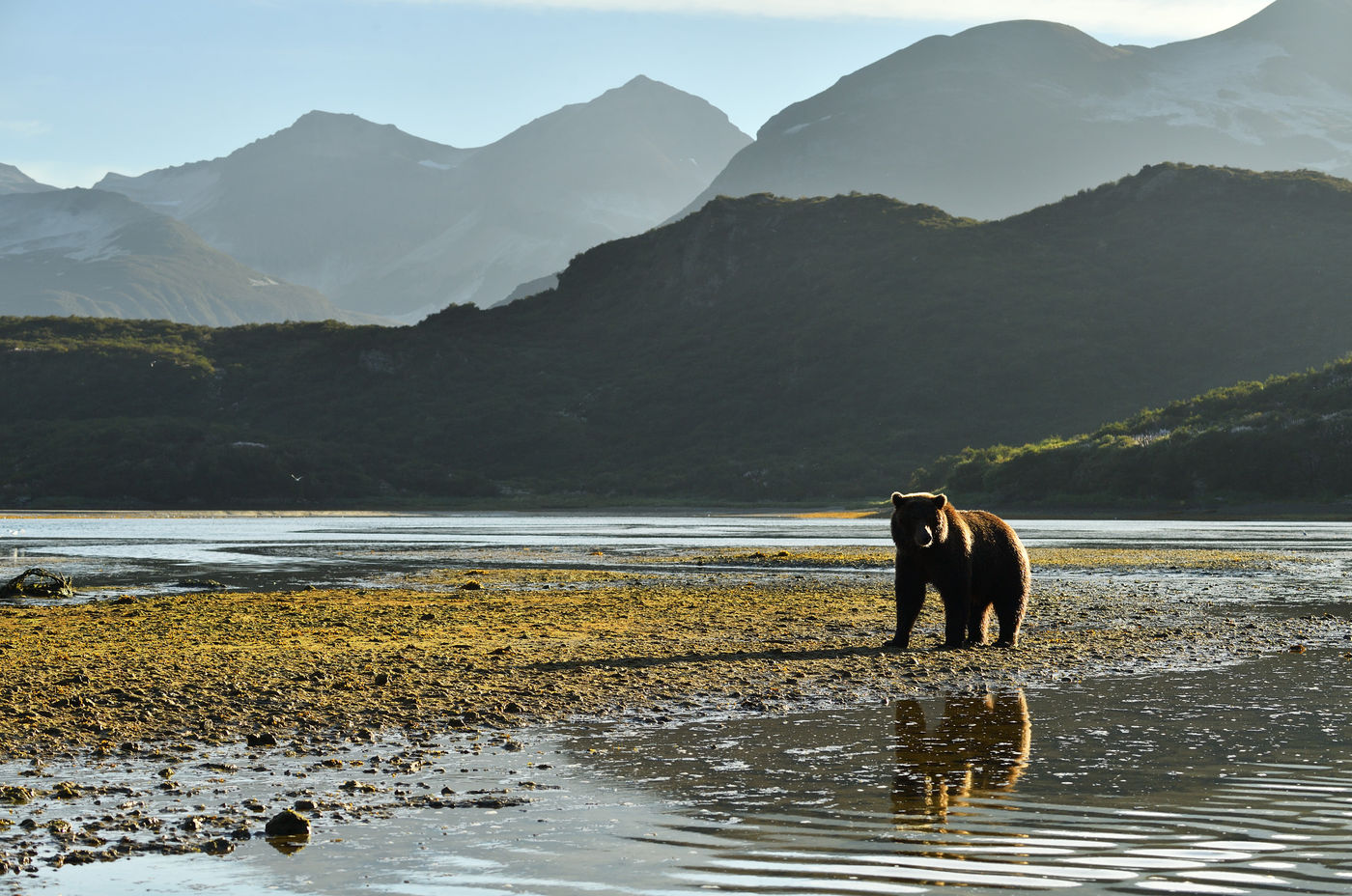 Grizzlybeer_Yves-Adams_USA-Alaska_2016_foto-photo_STARLING_reizen-tours_AY3-9684-20160902-4170 Een grizzly kijkt ons aan met het wonderlijke Katmai op de achtergrond. © Yves Adams