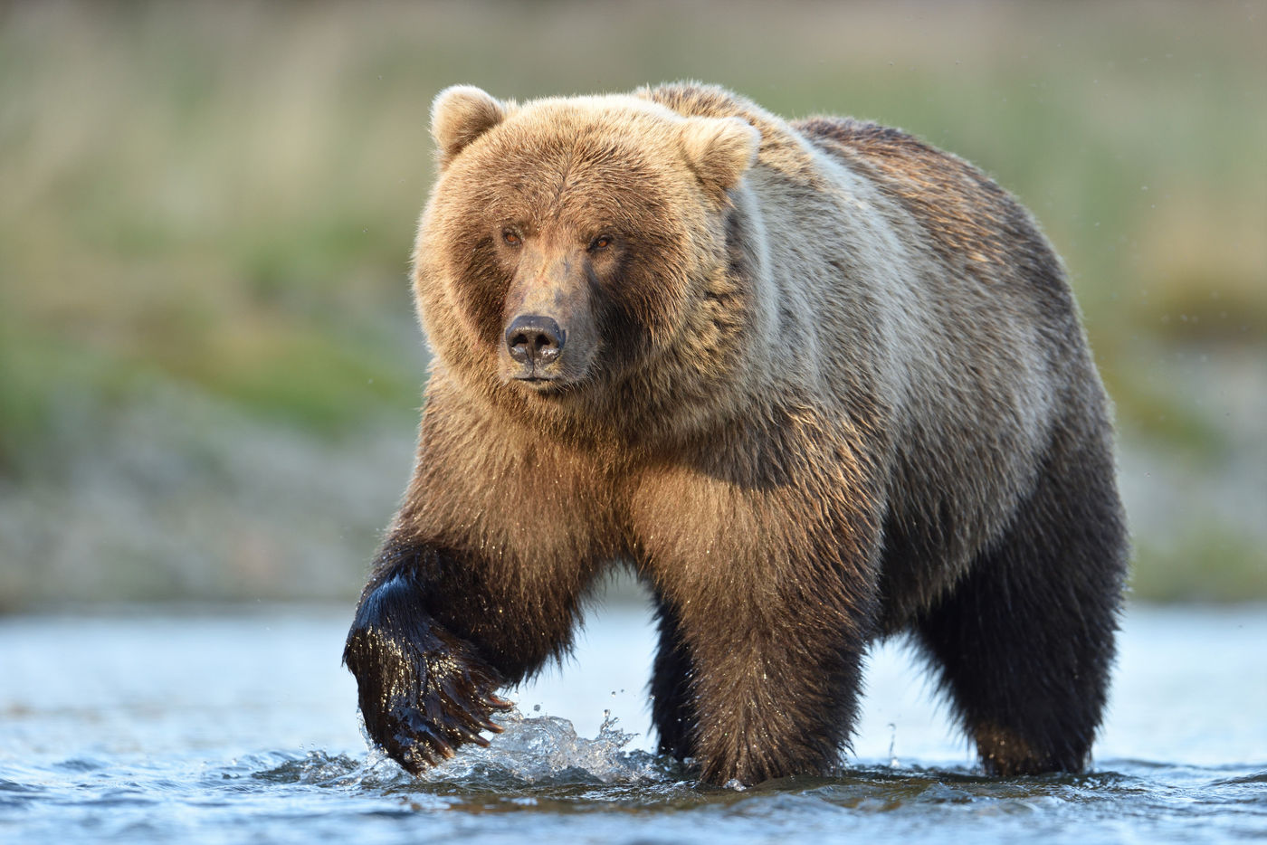 Grizzlybeer_Yves-Adams_USA-Alaska_2016_foto-photo_STARLING_reizen-tours_Y84-1626-20160902-4175 Een volwassen mannetje, herkenbaar aan de enorme schouders. © Yves Adams