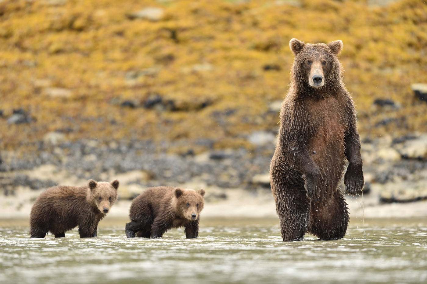 Grizzlybeer_Yves-Adams_USA-Alaska_2016_foto-photo_STARLING_reizen-tours_Y84-1927-20160902-4178 Moeder grizzly met haar twee welpen. © Yves Adams