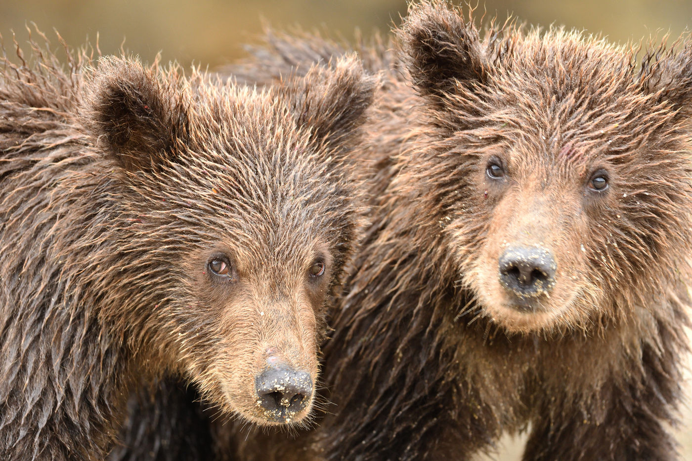 Grizzlybeer_Yves-Adams_USA-Alaska_2016_foto-photo_STARLING_reizen-tours_YY0-6080-20160904-4181 Twee berenwelpjes. © Yves Adams