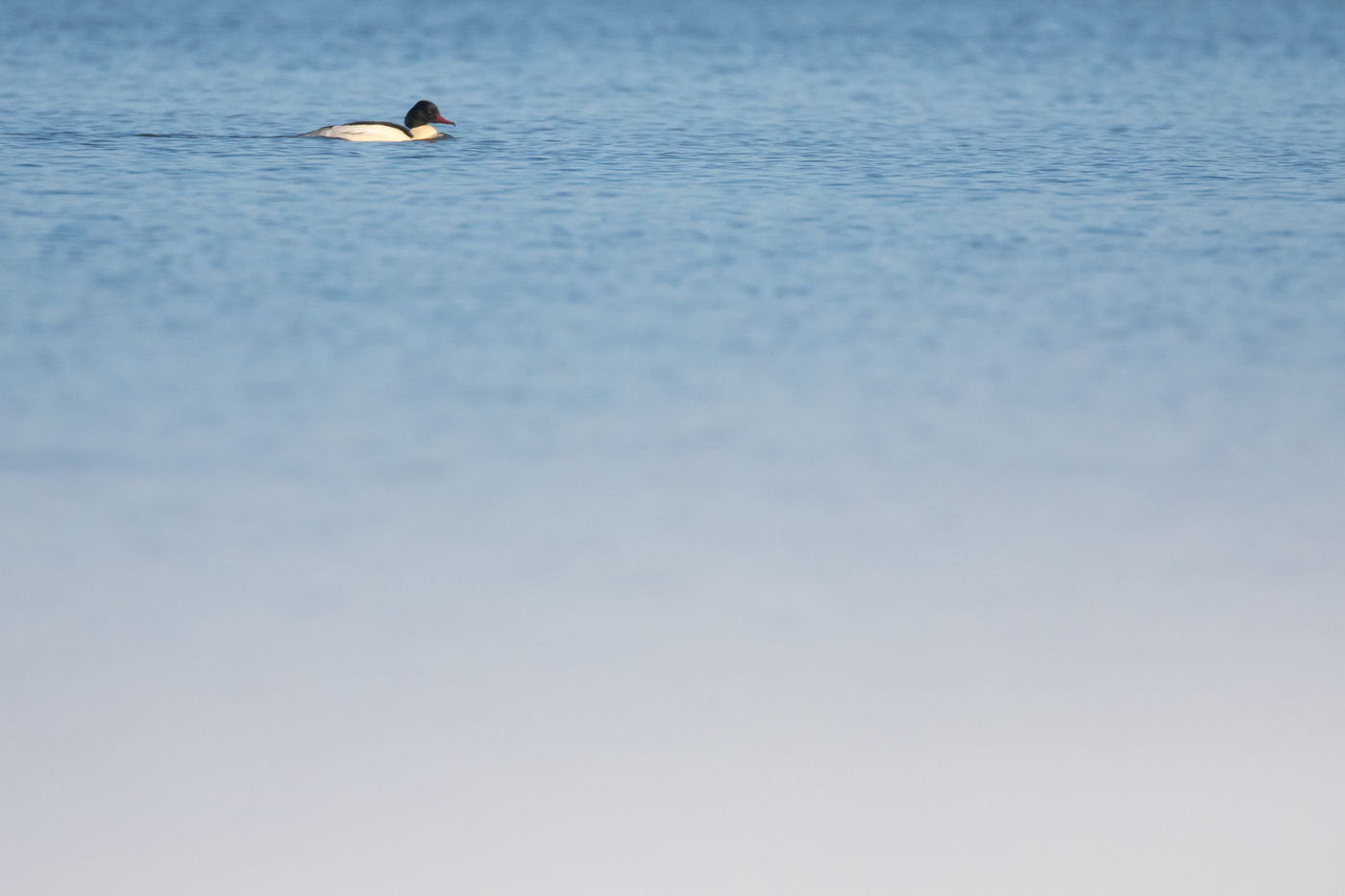 Een eenzaam mannetje grote zaagbek op het water. © Johannes Jansen
