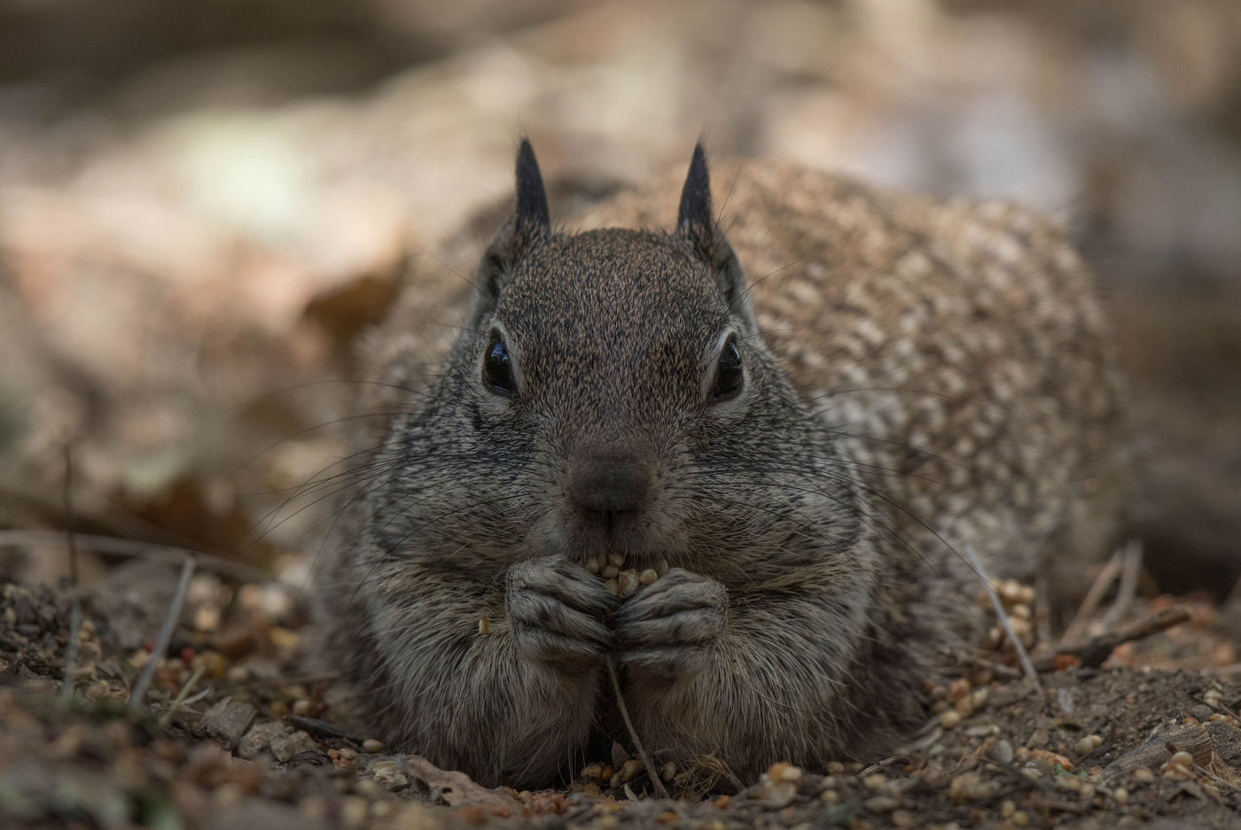Ground Squirrel ©Iwan Lewylle Ground Squirrel ©Iwan Lewylle