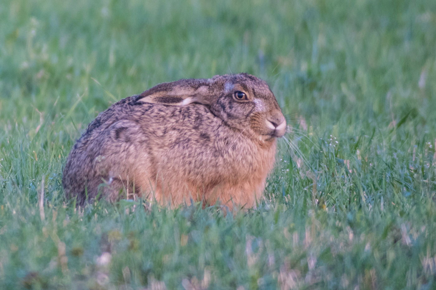 De camouflage van een haas. © Billy Herman