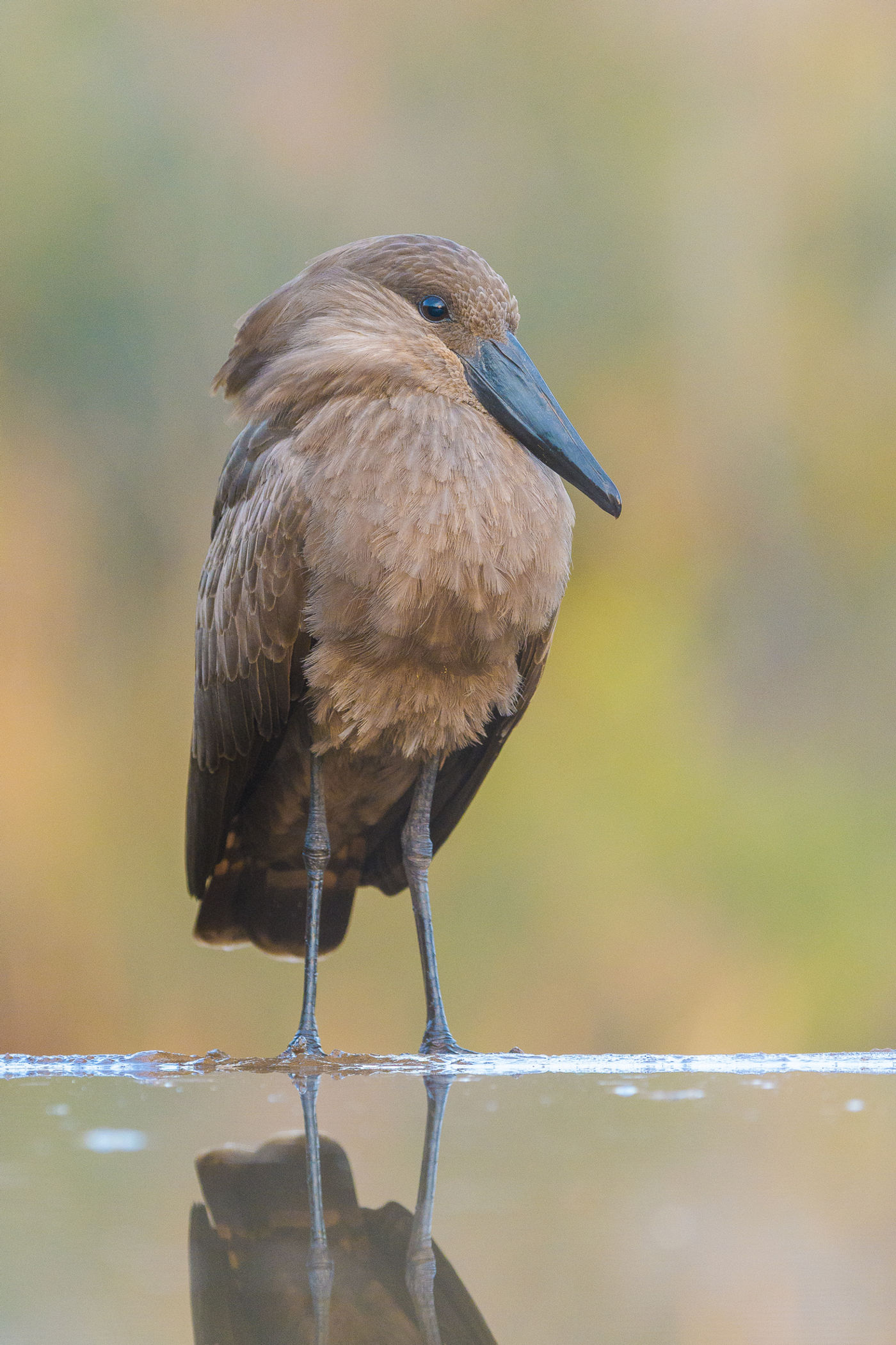 Een hamerkop, een typische verschijning en een bijzonder leuk reigertje. © Jeffrey Van Daele