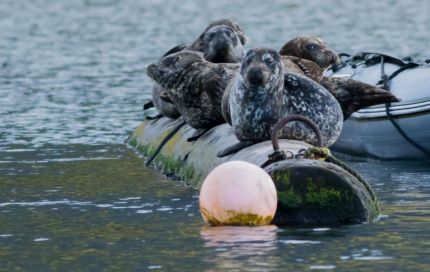Laat nooit je boot onbewaakt achter in British-Colombia, want de kans dat er zeehonden in gaan liggen is groot. © Joachim Bertrands