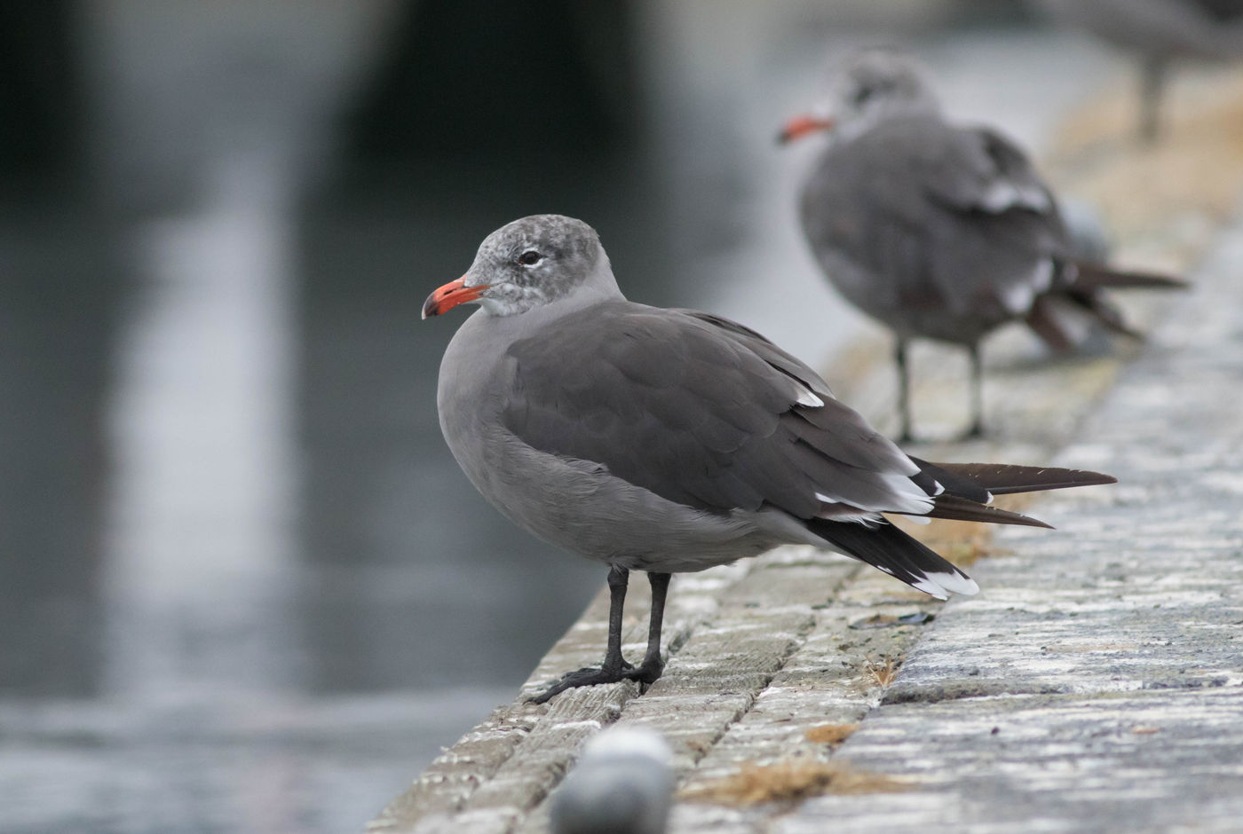 Als een van de aantrekkelijkste meeuwen van Noord-Amerika is de heerman's gull steeds een geliefde klant. © Joachim Bertrands
