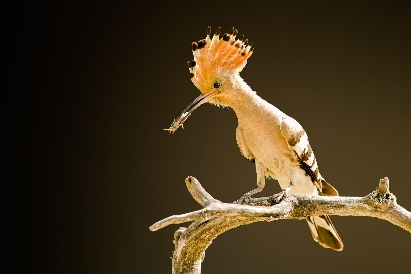 Een hop met prooi, nabij de nestplaats. © Rudi Debruyne