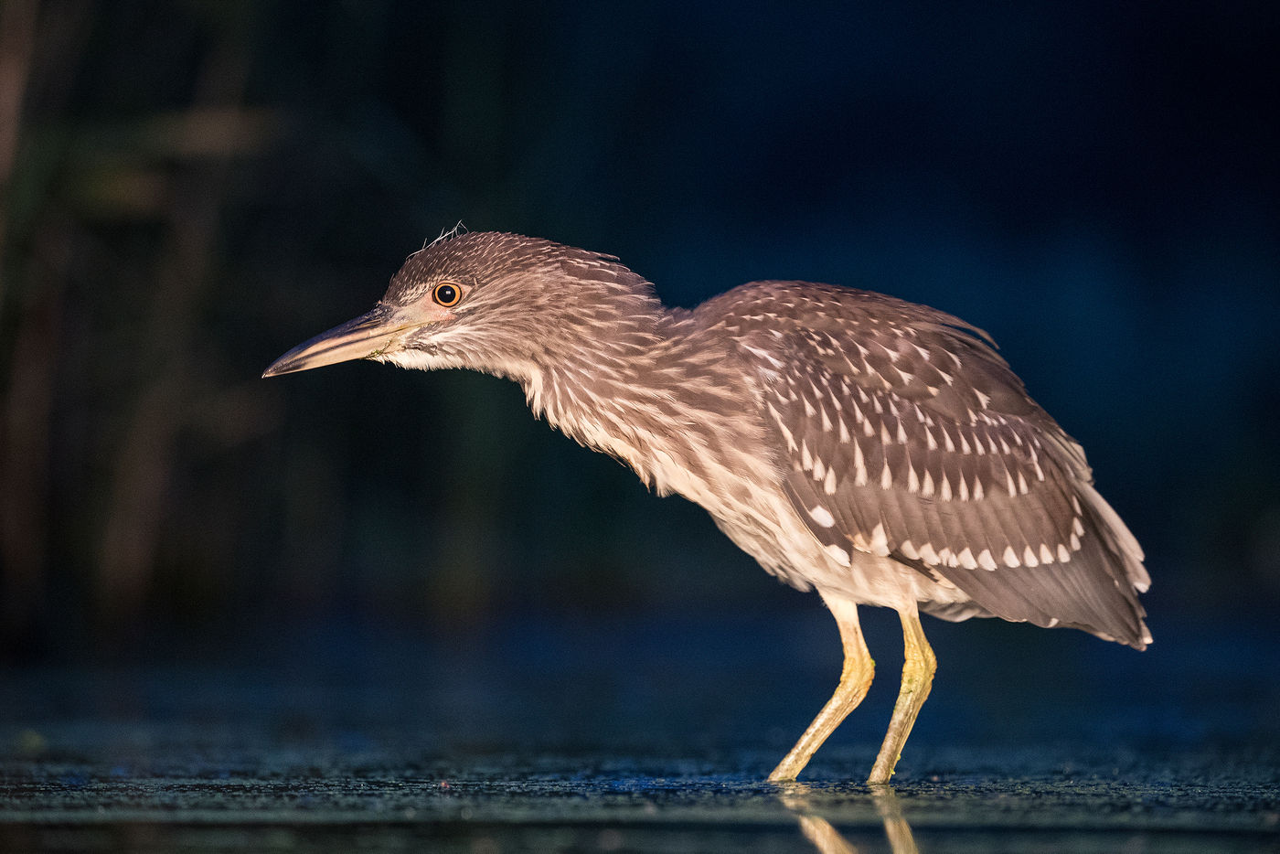 Een juveniele kwak tijdens het inflitsen. © Rudi Debruyne