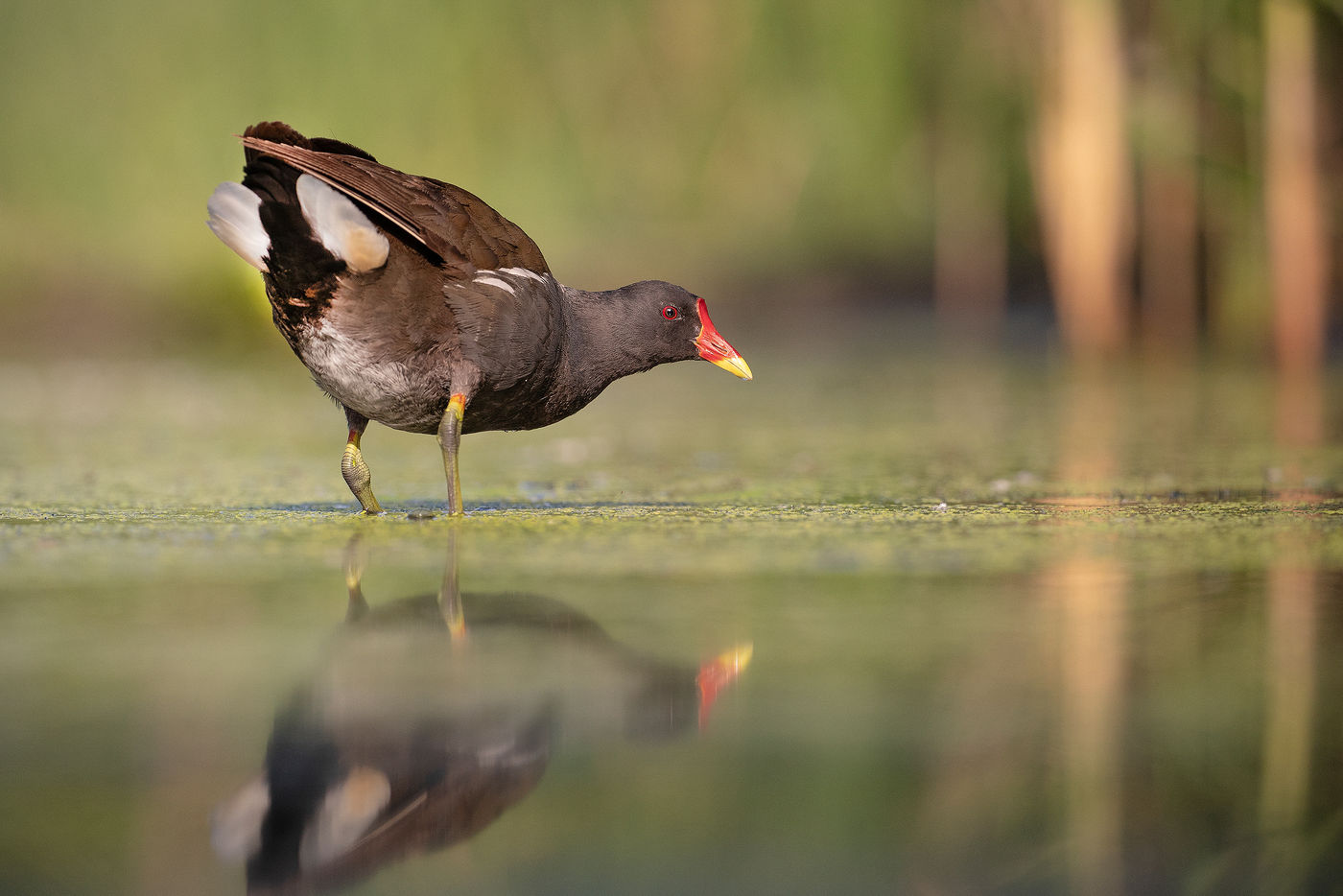 Een waterhoen op ooghoogte. © Rudi Debruyne