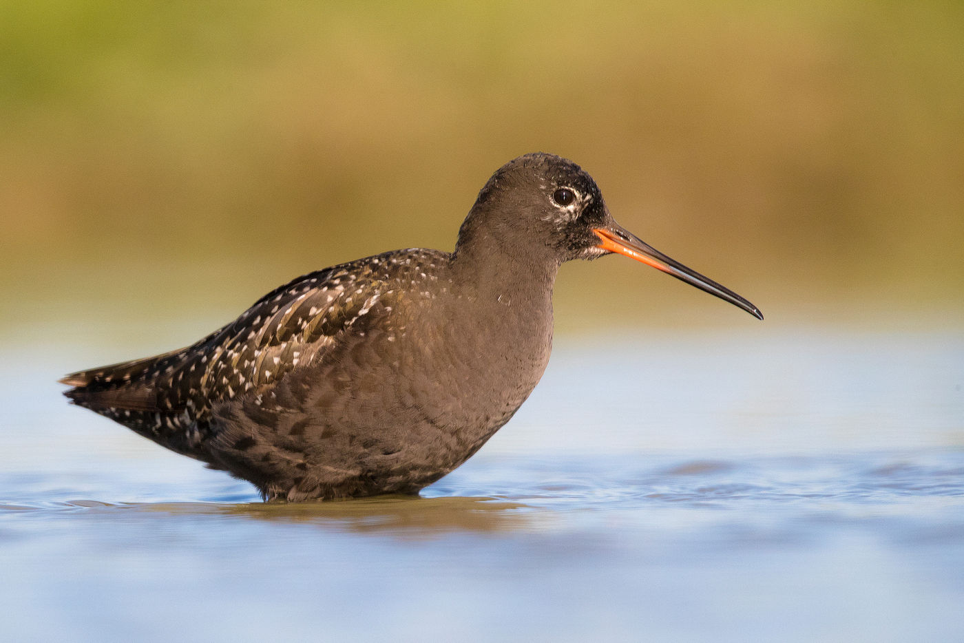 Een zwarte ruiter in zomerkleed, op trek naar het zuiden. © Rudi Debruyne