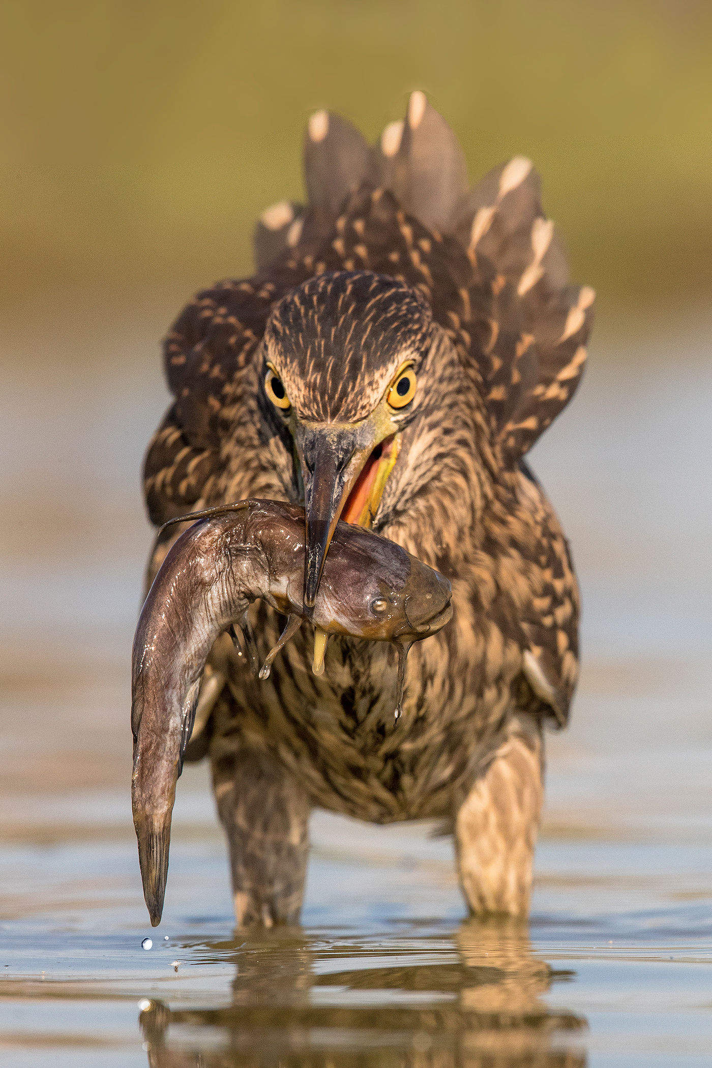 Een juveniele kwak werkt een dwergmeerval naar binnen. © Rudi Debruyne