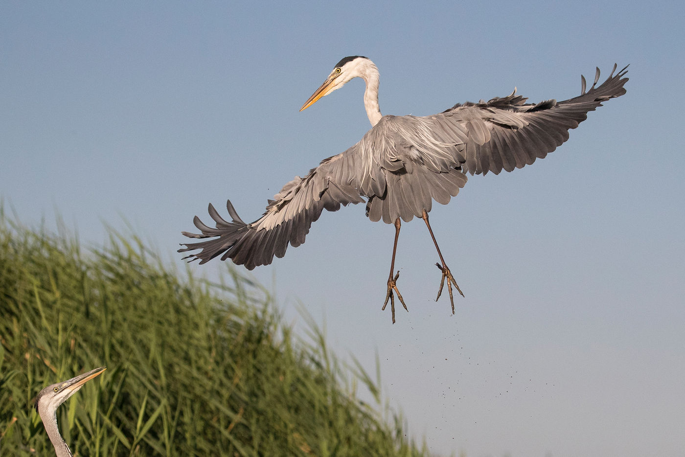 Een adulte blauwe reiger komt aanzetten. © Rudi Debruyne