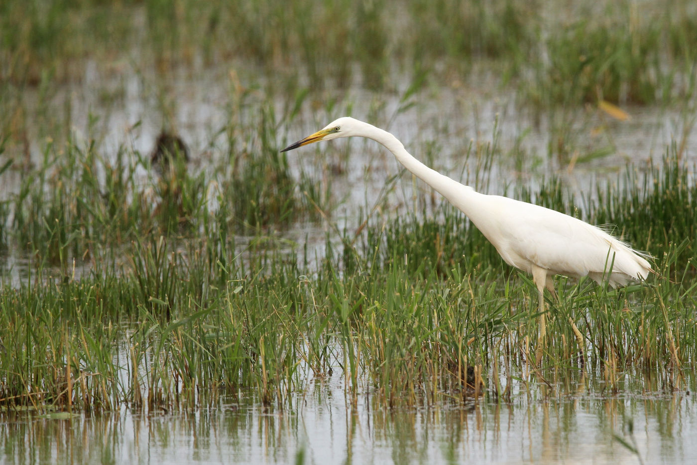 Een grote zilverreiger waadt door het moeras. © Sabine Ongenae