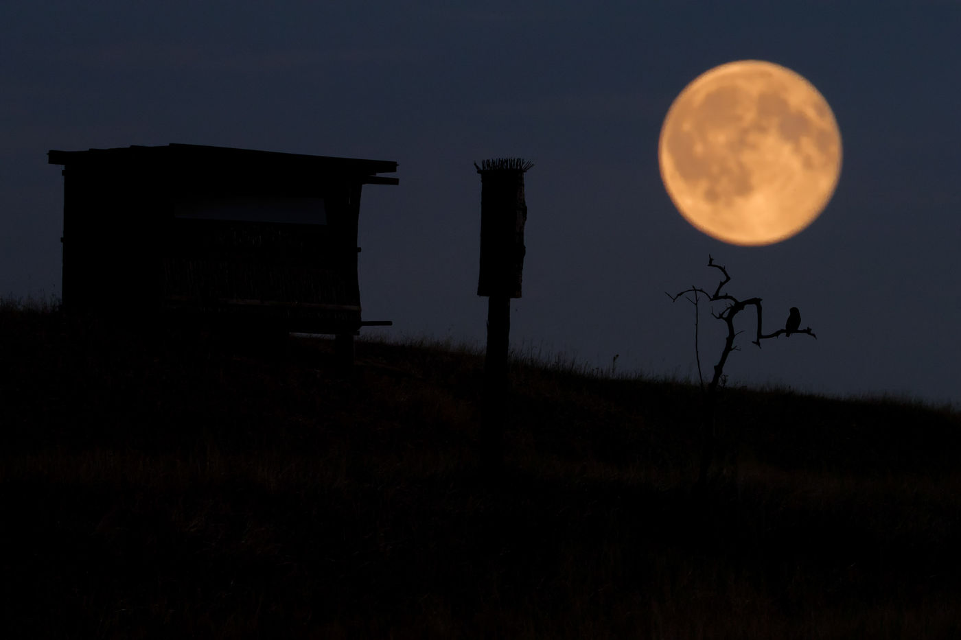 A la lueur de la lune © Bence Maté