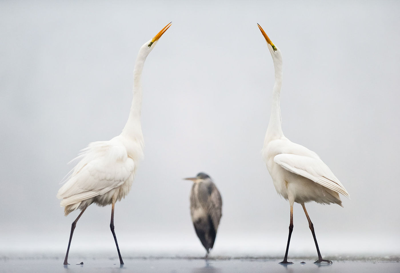 Het dansen van de grote zilverreigers. © Bence Máté