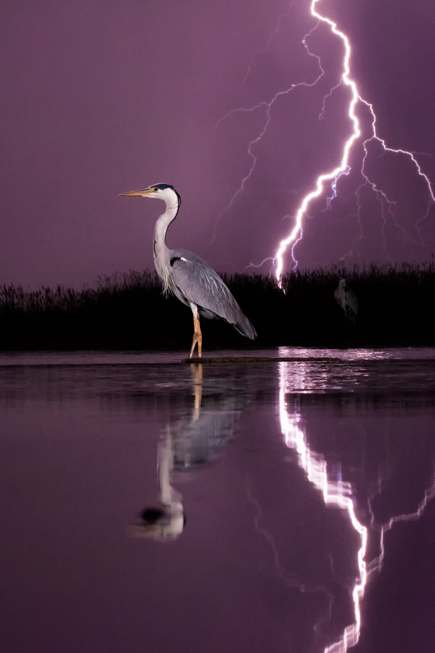 Blauwe reiger tijdens onweer. © Bence Máté