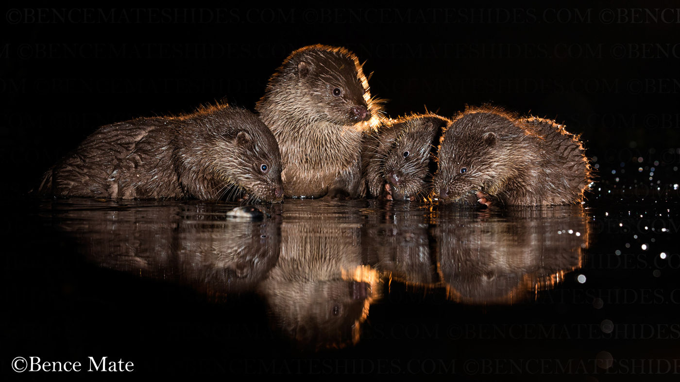Een familie otters bij het nachtlicht. © Bence Máté