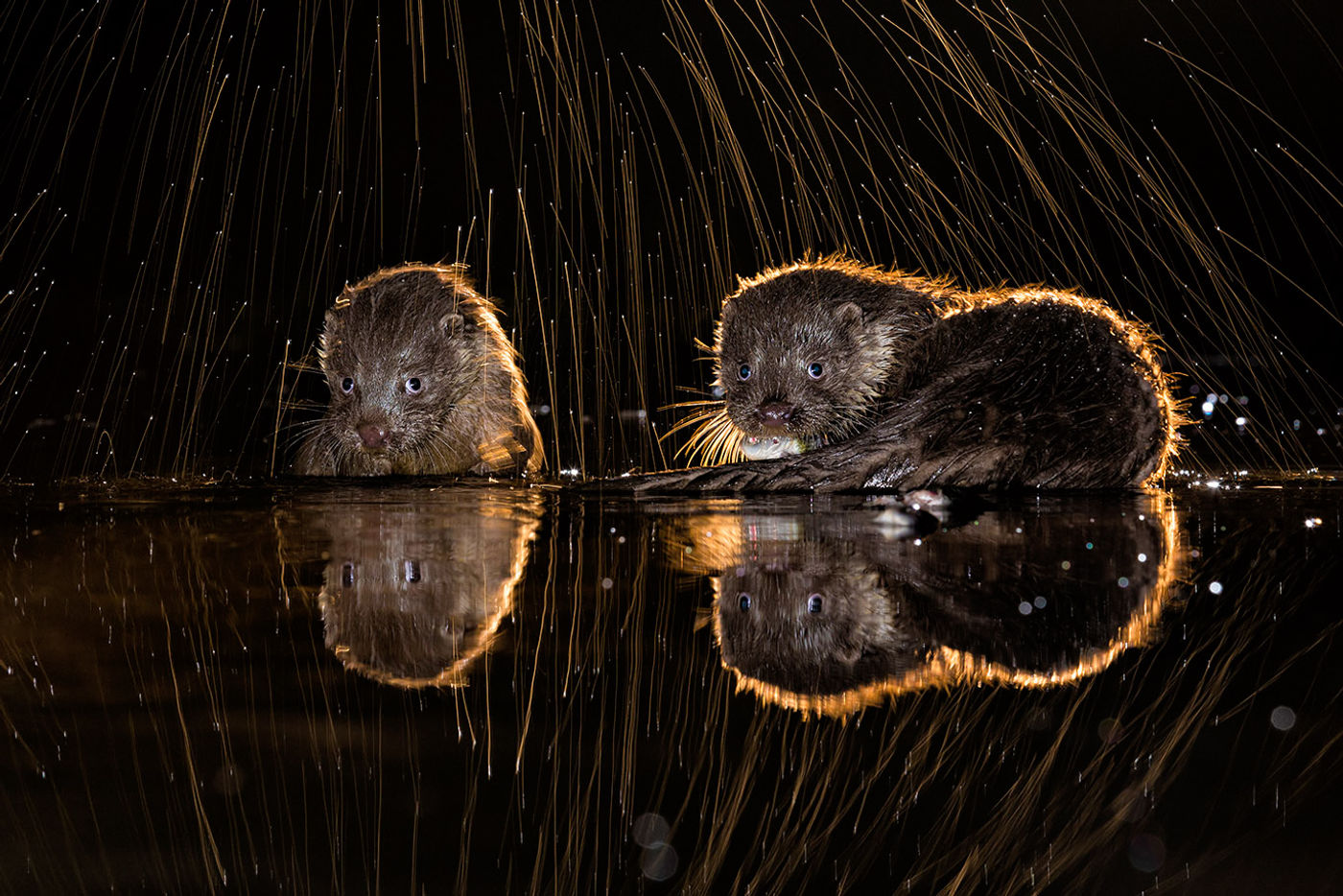 Twee otters tijdens de nachtfotografie. © Bence Máté