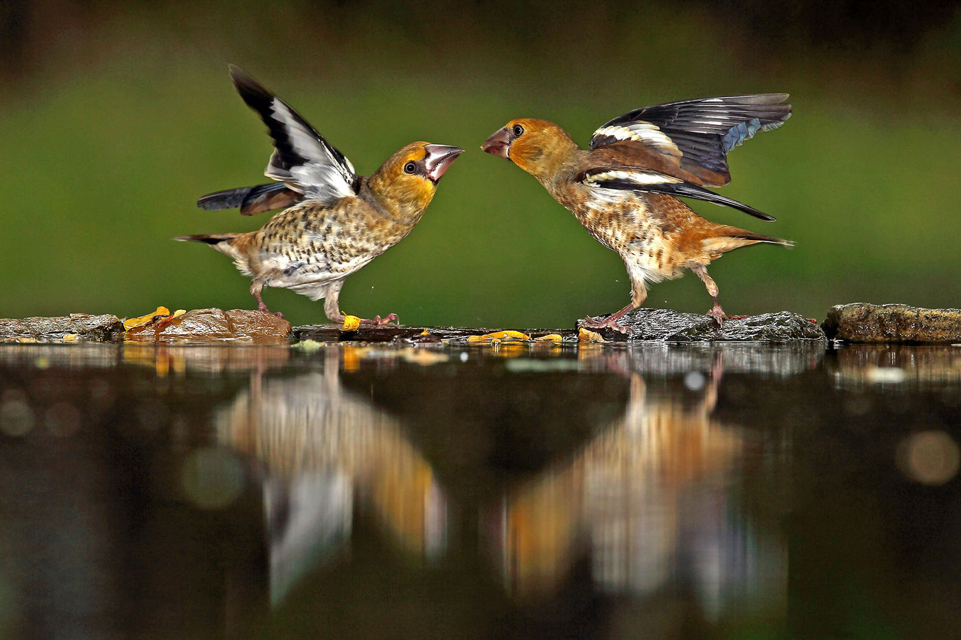 Jeunes grosbecs casse-noyaux © Marc Costermans 