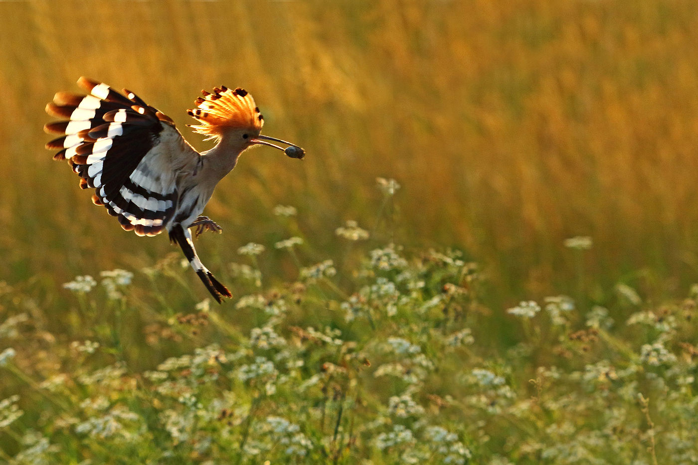 Nourrissage des huppes fasciées © Marc Costermans 